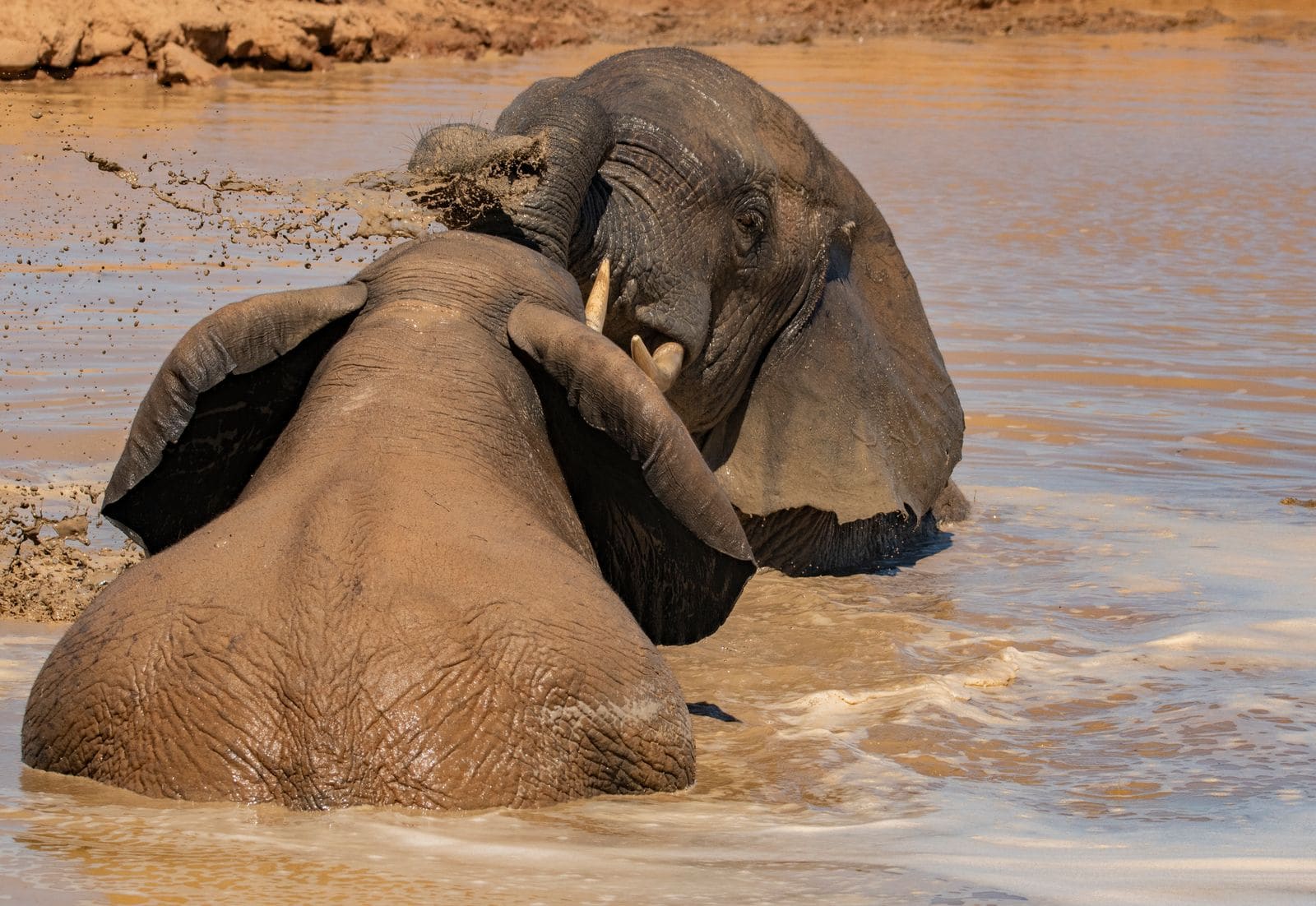 Elephant Sanctuary — photo 2