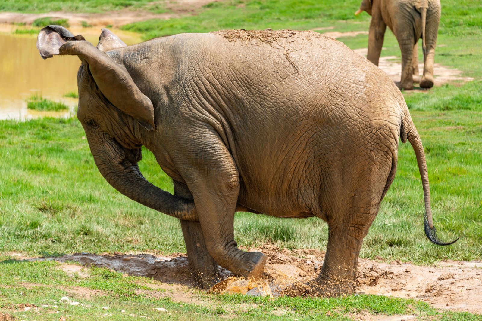 Elephant Sanctuary — photo 3