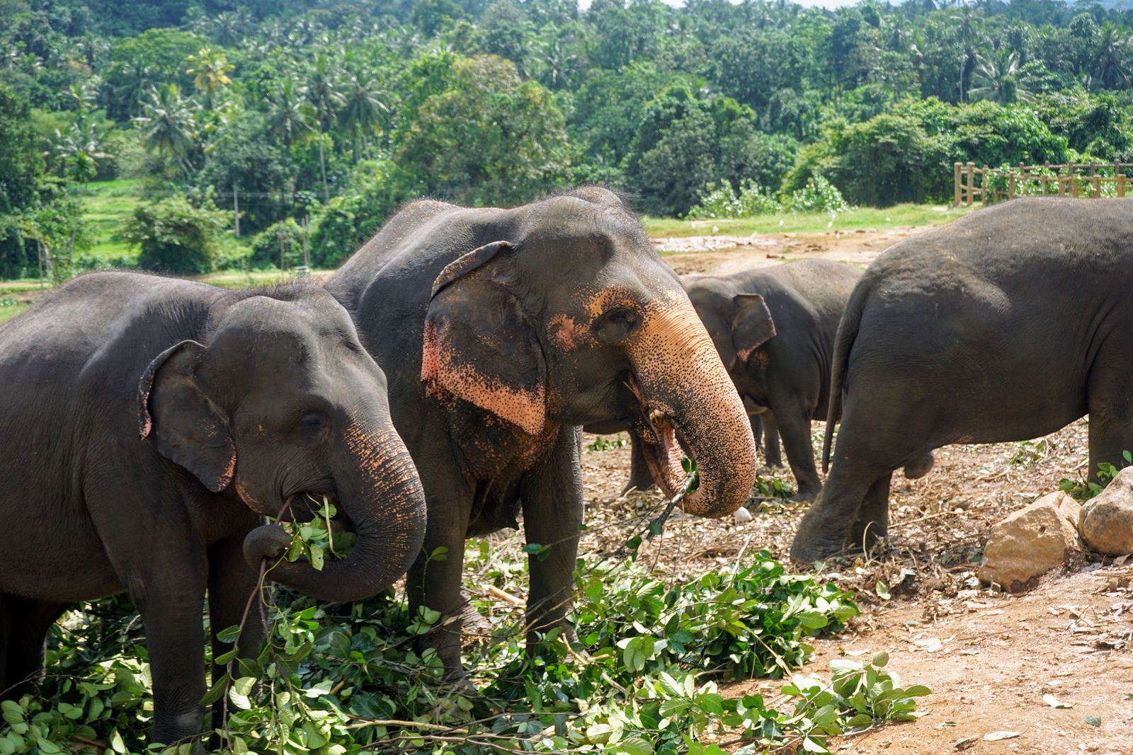 Elephant Sanctuary — photo 4