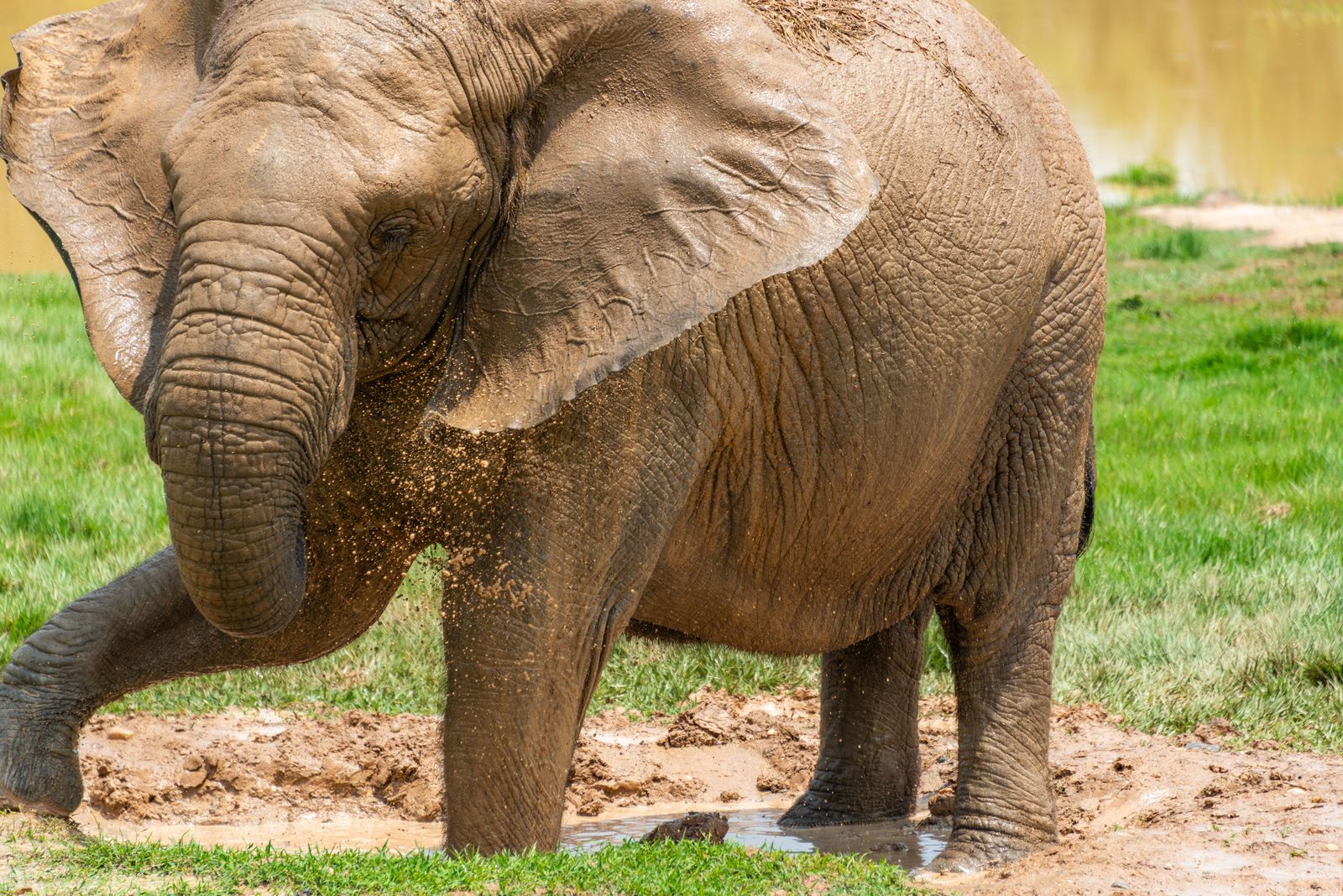 Elephant Sanctuary — photo 5