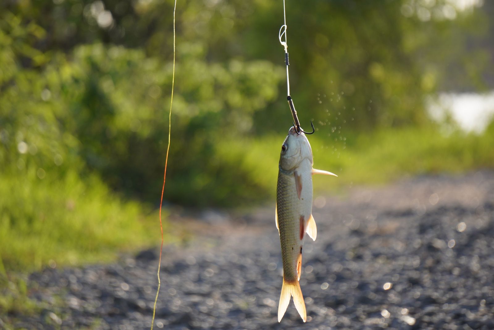Lake Fishing — photo 4