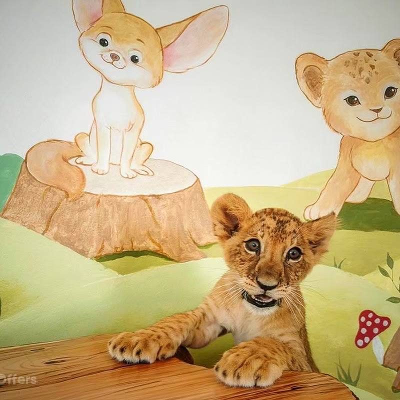 Thai Safari — photo 4