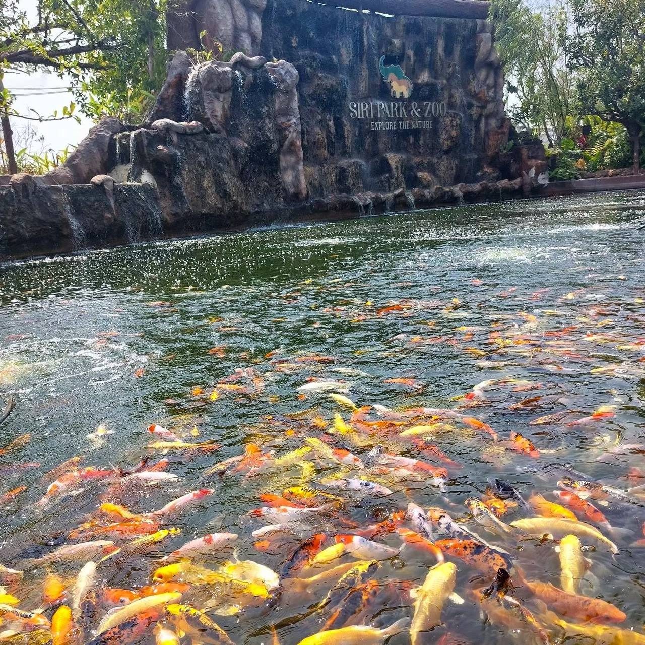 Thai Safari — photo 6